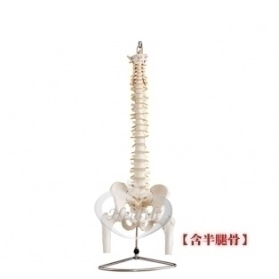 脊椎加骨盆架加半腿骨模型 85cm