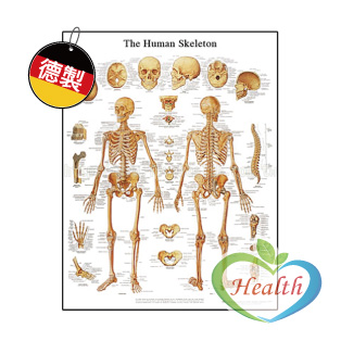 人體骨骼圖 (含鋁框)