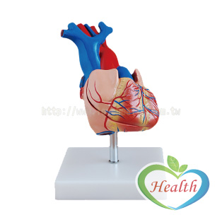 心臟解剖模型