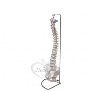 脊椎加骨盆架模型 85cm