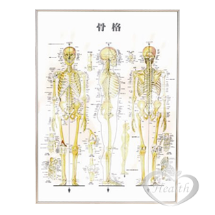 人體骨骼圖 大 含框