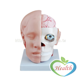 頭部解剖模型 含腦動脈