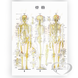 人體骨骼圖 小 護貝款