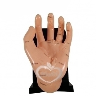 手部保健模型