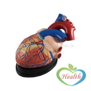 大心臟解剖模型