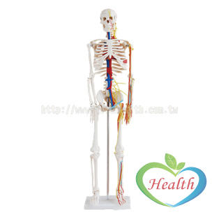 人體骨骼模型 帶神經與血管 85cm
